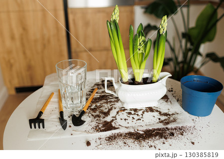 Spring houseplant care. Garden tools, hand and transplant shovel, rake, hyacinth flowers in new white pot after repotting, empty plastic pot, glass with water for watering and soil on table indoors 130385819