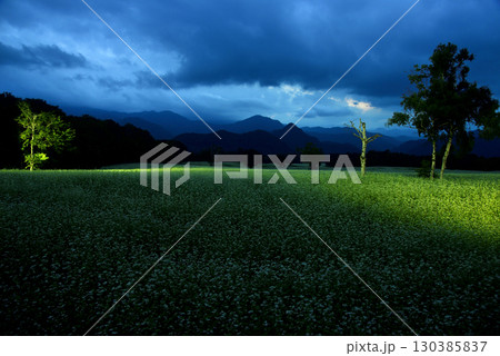 ソバ畑のライトアップ 130385837
