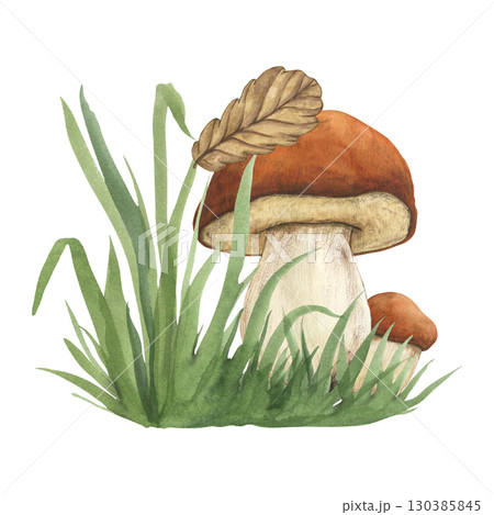 Watercolor illustration of mushrooms in grass. Large white mushroom in the grass with an oak leaf on the cap. Autumn porcini mushrooms in the Forest. Forest meadow with mushrooms 130385845