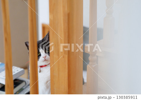 隙間から覗く猫 隙間から覗く猫 130385911