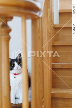 隙間から覗く猫 隙間から覗く猫 130385913