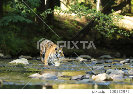 Amur tiger walking in the water. Dangerous animal in green forest stream. Grey stone, river droplet. Siberian tiger in the river. Panthera tigris altaica Amur tiger walking in the water. Dangerous animal in green forest stream. Grey stone, river droplet. Siberian tiger in the river. Panthera tigris altaica 130385975