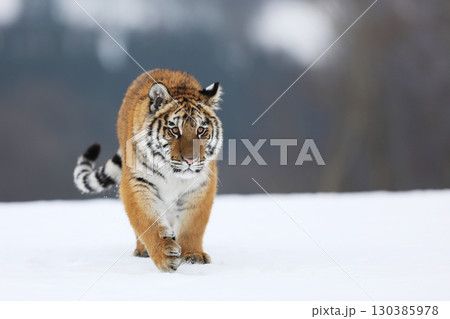 Tiger in wild winter nature. Amur tiger walk in the snow. Cold winter in tajga, Russia Tiger in wild winter nature. Amur tiger walk in the snow. Cold winter in tajga, Russia 130385978