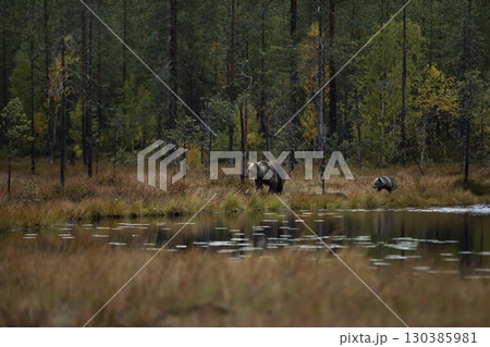 Bear family in taiga. (Ursus arctos) Brown bear cubs with mother. Beautiful animals hidden near forest lake. Dangerous animals in nature forest and meadow habitat. Wildlife scene from Finland. 130385981