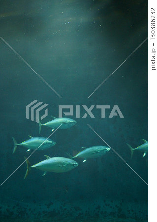 8225　クロマグロ 130386232