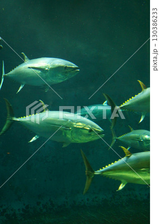 8226　クロマグロ 130386233