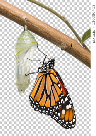 Monarch butterfly emerging from its chrysalis, transformation and metamorphosis moment, isolated on transparent background Monarch butterfly emerging from its chrysalis, transformation and metamorphosis moment, isolated on transparent background 130386415