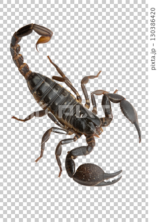 Close-up of scorpion with curled tail and pincers, detailed arachnid isolated on transparent background Close-up of scorpion with curled tail and pincers, detailed arachnid isolated on transparent background 130386420