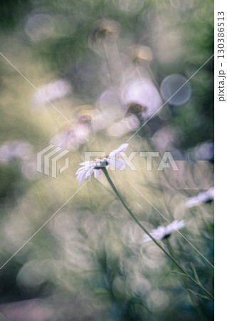 緑の中に咲く白いマーガレット 130386513