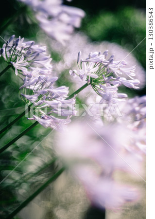 潮来市二本松寺に咲くアガパンサス 130386543