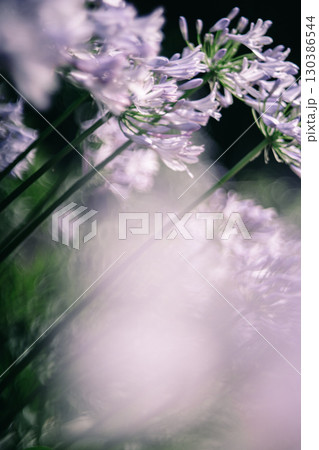 潮来市二本松寺に咲くアガパンサス 130386544