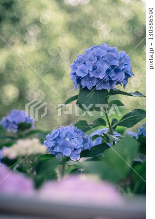 潮来市二本松寺に咲く紫陽花 130386590