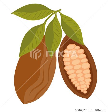 Open cocoa pod with beans. Vector Open cocoa pod with beans. Vector 130386702