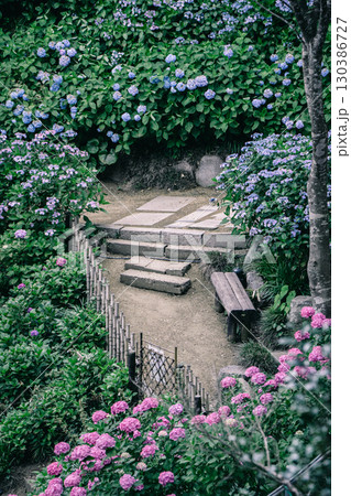 潮来市二本松寺の紫陽花と石段の庭園風景 130386727