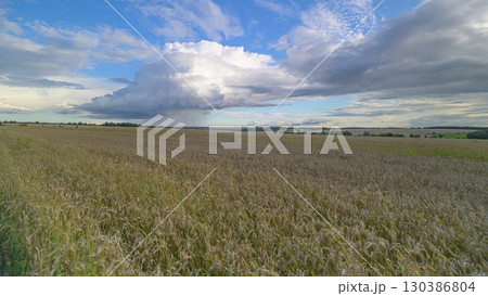 A Serene Landscape featuring Dramatic Clouds above a Blossoming Field of Vibrant Flowers 130386804