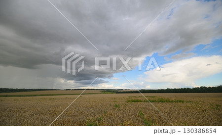A Dramatic Sky Casts Its Shadows Over a Beautiful Golden wheat Field of Wheat and Greenery A Dramatic Sky Casts Its Shadows Over a Beautiful Golden wheat Field of Wheat and Greenery 130386854