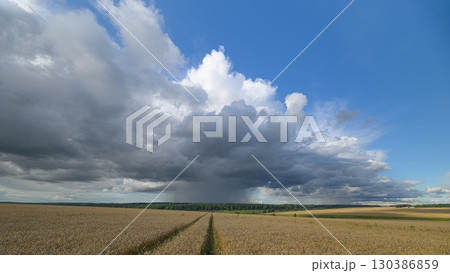 Dramatic, Majestic Clouds Over an Expansive, Picturesque wheat Field of Vibrant Colors and Nature Dramatic, Majestic Clouds Over an Expansive, Picturesque wheat Field of Vibrant Colors and Nature 130386859