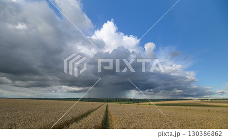 Witness the Dramatic Sky Over Beautiful wheat Fields A Perfect Depiction of Natures Canvas 130386862