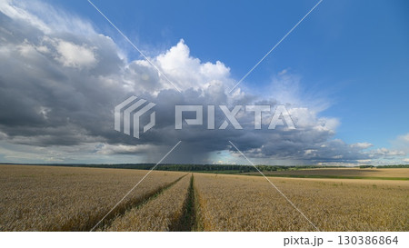 A Dramatic wheat Field Set Against a Dynamic and Beautiful Cloudscape in the Sky Above 130386864
