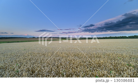 Golden Meadow Under a Beautiful, Vibrant Sky Full of Colorful wheat and Calm Nature 130386881
