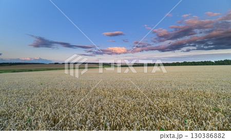 An Expansive and Vibrant Field of wheat Set Against a Beautiful and Colorful Sky 130386882