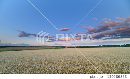 A beautiful scenic wheat field at dusk featuring a vibrant and colorful sky overhead 130386888