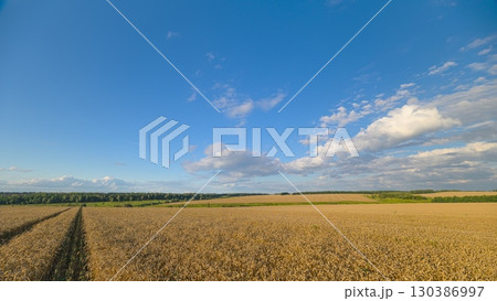 An Expansive Agricultural Field Sprawling Underneath a Clear, Bright Blue Sky Today 130386997