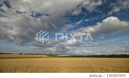A Beautiful Landscape of Expansive Golden Fields Set Beneath a Bright Blue Sky with Clouds A Beautiful Landscape of Expansive Golden Fields Set Beneath a Bright Blue Sky with Clouds 130387003