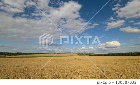 A Serene wheat Agricultural Landscape Beautifully Showcased Under a Bright and Stunning Sky 130387032