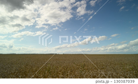A Beautiful wheat Field Spreading Out in All Directions Under a Dramatic and Expansive Sky Above A Beautiful wheat Field Spreading Out in All Directions Under a Dramatic and Expansive Sky Above 130387039