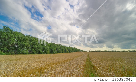A breathtaking scenic agricultural landscape featuring lush wheat fields under a vibrant sky A breathtaking scenic agricultural landscape featuring lush wheat fields under a vibrant sky 130387040