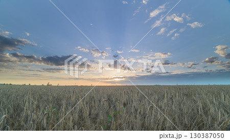 Witness the breathtaking, stunning sunset casting warm hues over an expansive field of wheat crops 130387050