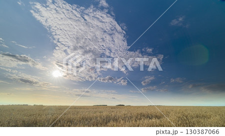 A Vast Wheat Field Spreads Beneath a Beautiful Sky Adorned with Fluffy White Clouds 130387066