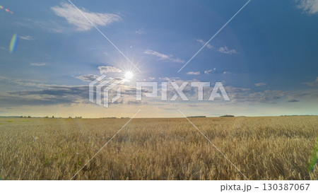 Stunning and breathtaking Sunny Field Landscapes beneath a clear Blue Sky that inspire awe Stunning and breathtaking Sunny Field Landscapes beneath a clear Blue Sky that inspire awe 130387067