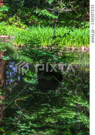 平泉寺白山神社 130387233