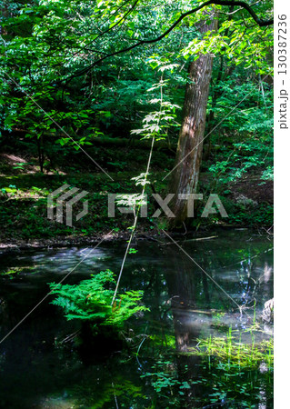 平泉寺白山神社 平泉寺白山神社 130387236