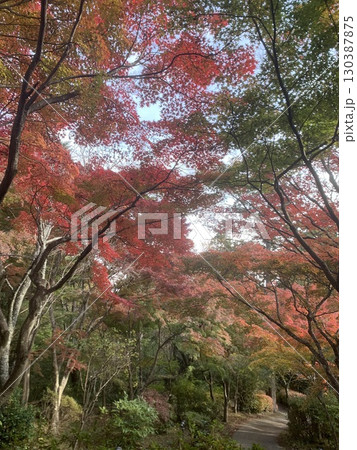 紅葉のトンネルと小道 紅葉のトンネルと小道 130387875