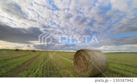 A Stunningly Serene Cotton Field Nestled Against a Backdrop of Dramatic and Beautiful Clouds 130387942