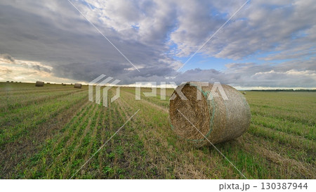 A Beautiful Scenic Cotton Field Featuring Hay Bales Under a Cloudy Sky and Horizon 130387944