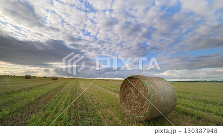 The Scenic Cotton Bales Nestled Under Dramatic and Stunning Skies of Various Colors The Scenic Cotton Bales Nestled Under Dramatic and Stunning Skies of Various Colors 130387948