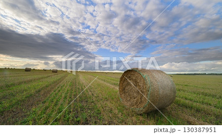 A Beautiful Scenic Cotton Field Filled with Bales Set under a Dramatic Sky Above A Beautiful Scenic Cotton Field Filled with Bales Set under a Dramatic Sky Above 130387951