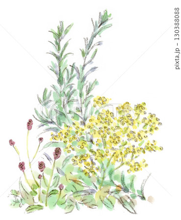 秋の植物、オミナエシ、ワレモコウ、ローズマリーの水彩画イラスト 130388088