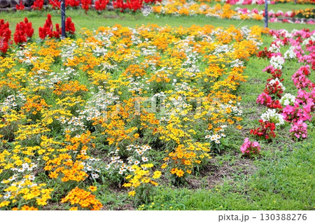 爽やか　ジニアの花 130388276