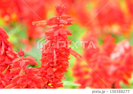 鮮やか　サルビアの花　スプレンデンス 130388277