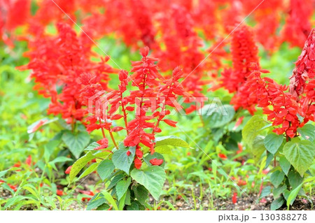 鮮やか　サルビアの花　スプレンデンス 130388278