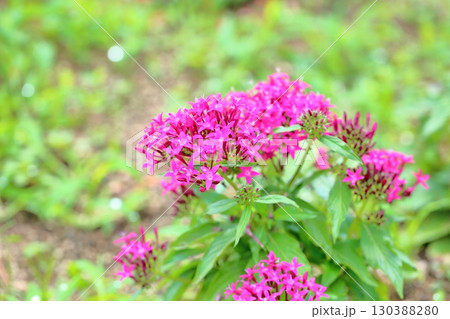可愛い　ペンタスの花 130388280