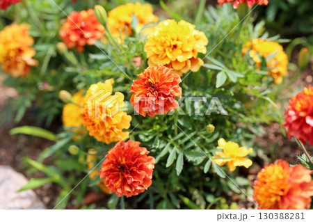 綺麗　マリーゴールドの花 130388281