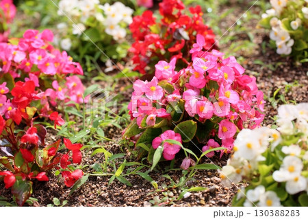 可愛い　ベゴニアの花 130388283