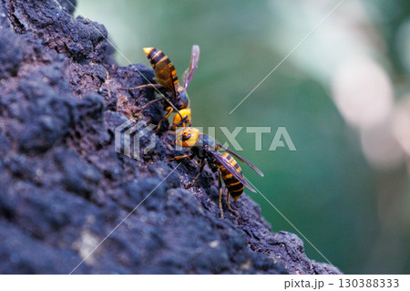 樹液に集まるスズメバチ 130388333