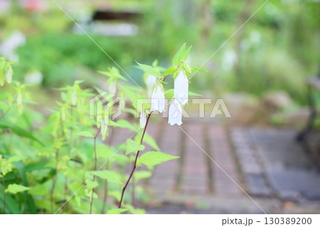 涼感 ホタルブクロの花 涼感 ホタルブクロの花 130389200